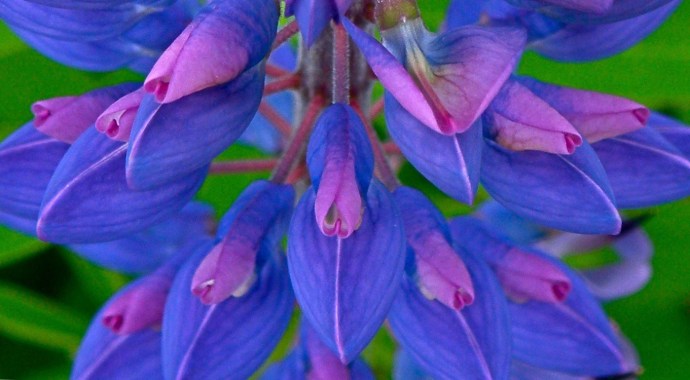 lupinedetail (1).jpg