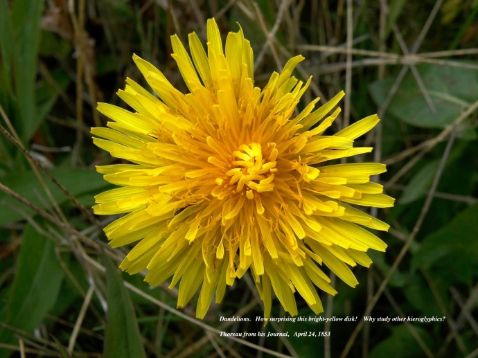 120424Thoreau.jpeg